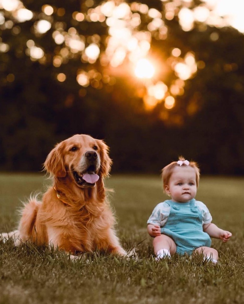A golden retriever and a young child.