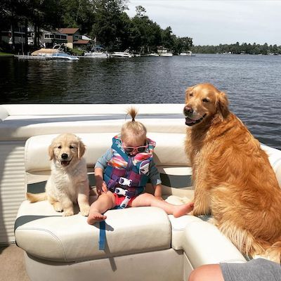 A golden retriever on a boat.